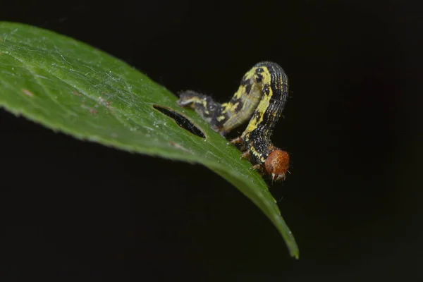 Närbild Bild Vackra Färgglada Fjäril — Stockfoto