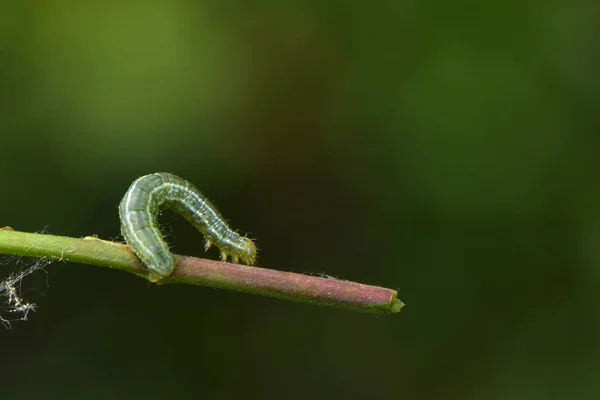 Close Green Caterpillar Plant — стоковое фото