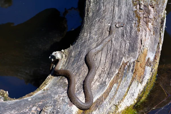 Tráva Had Pařezu Stromu — Stock fotografie