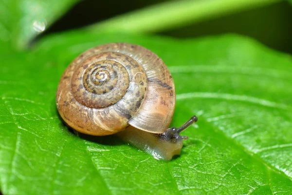 Small Snail Crawling Leaf — Stock Photo, Image