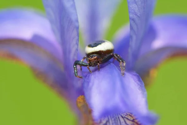 Synema Globosum Wild Iris — стоковое фото