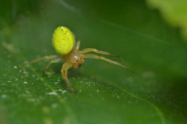 Yaprağın Üzerinde Küçük Bir Kabak Örümceği — Stok fotoğraf