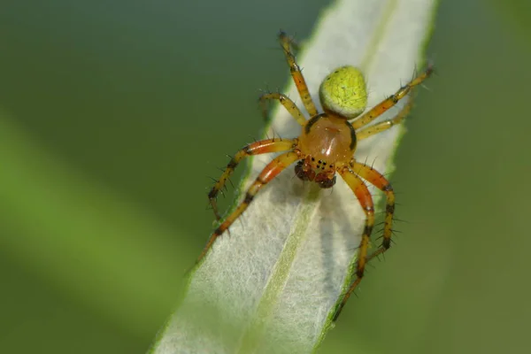 Araña Calabaza Pequeña Hoja —  Fotos de Stock