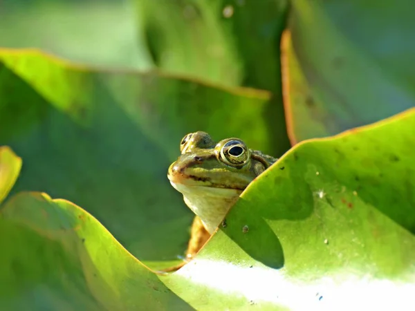 Teichfrosch Lily Pads — Stock Photo, Image