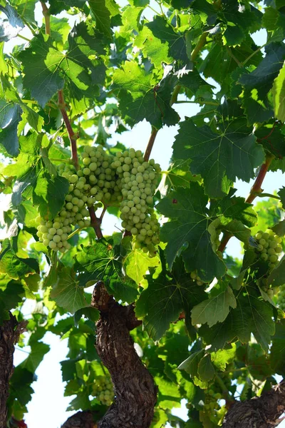 Agriculture Vignobles Grappes Rurales — Photo