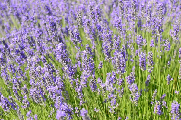 Fiolette Lavendelblomster Lilla Blomster – stockfoto