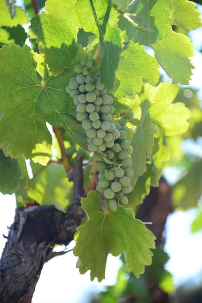 Landwirtschaft Und Weinbäume Ländliche Trauben — Stockfoto