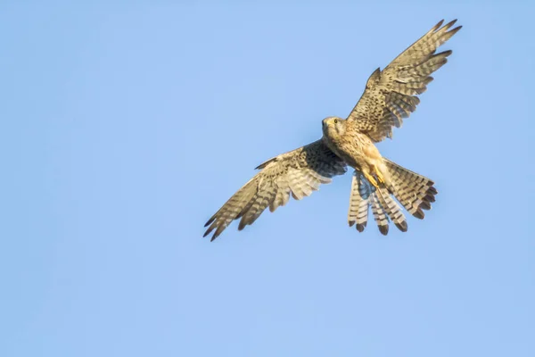 Malebný Pohled Krásné Kestrel Ptáka — Stock fotografie