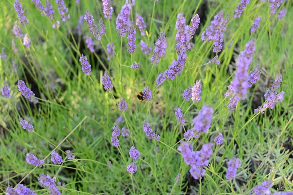 Aromatik Mor Çiçekler Menekşe Lavanta — Stok fotoğraf