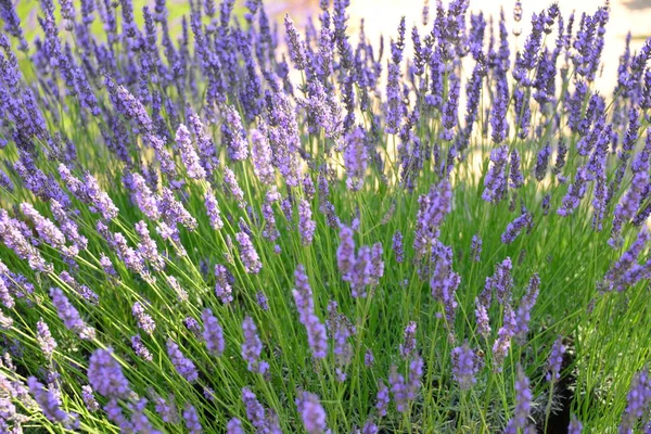 Violeta Lavanda Flores Flores Roxas — Fotografia de Stock