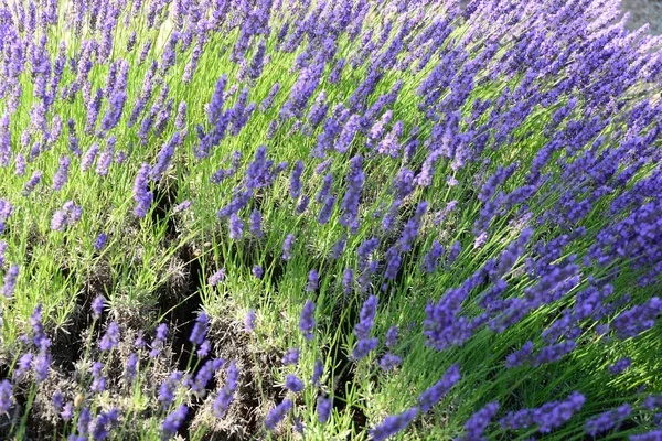 Violeta Lavanda Flores Flores Roxas — Fotografia de Stock