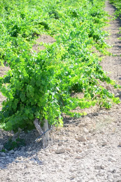 Pertanian Dan Kebun Anggur Pohon Pedesaan Bunch — Stok Foto