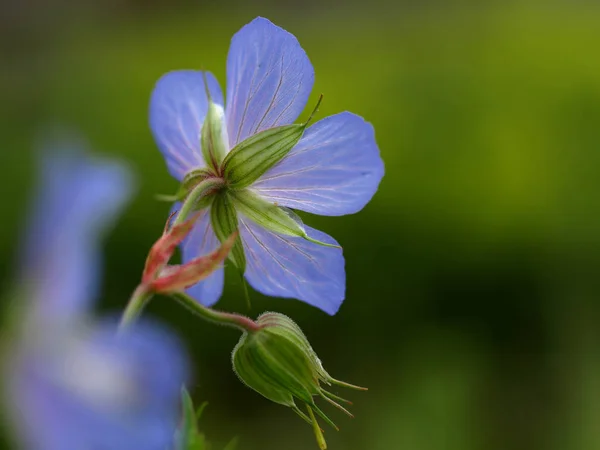 Bellissimi Fiori Sfondo Concetto Floreale — Foto Stock