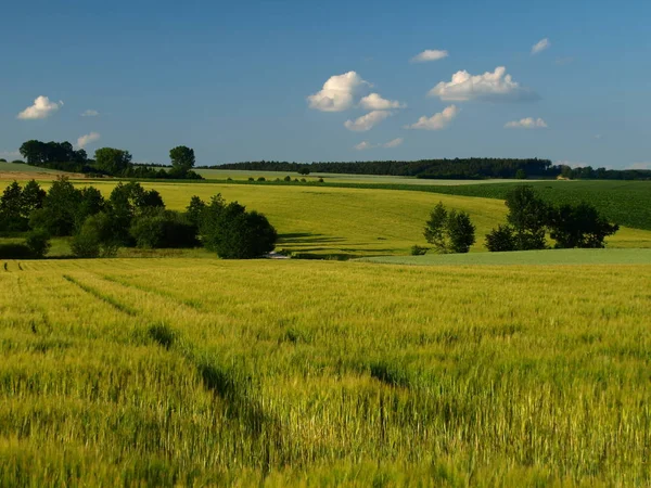 Landwirtschaft Felder Mit Maisanbau — Stockfoto