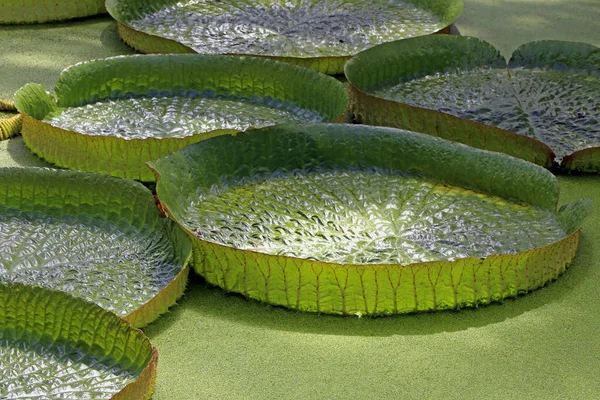 Las Hojas Flotantes Gigantes Santa Cruz Gigante Del Agua Lirio — Foto de Stock