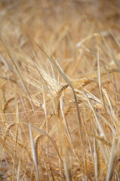 Campo Agrícola Con Hierba Vegetal Pradera Flora Agrícola —  Fotos de Stock