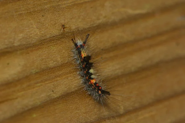 Rupsenworm Natuurinsect — Stockfoto