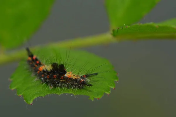 Closeup Macro View Caterpillar Insect — Stock Photo, Image