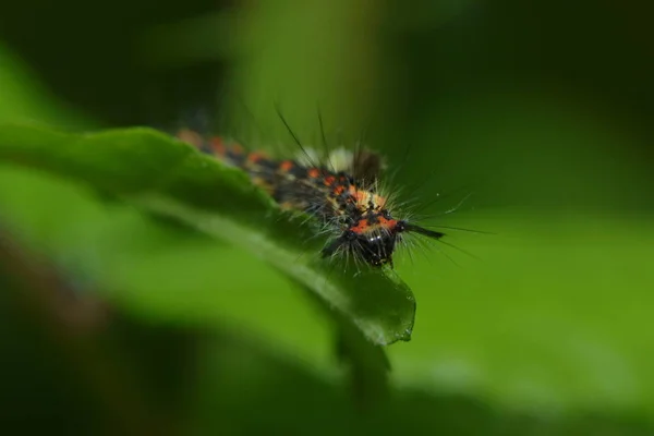 Rups Insect Kleine Worm — Stockfoto