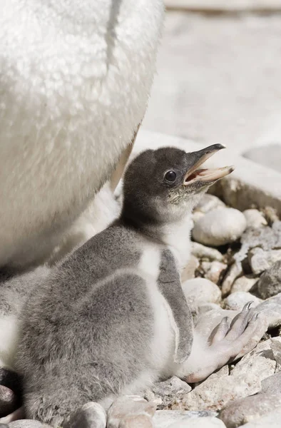 ジェンツーペンガン Pygoscelis Antarctica — ストック写真