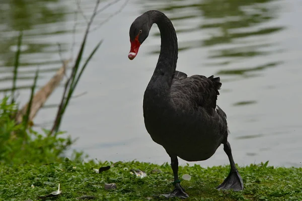 Malerischer Blick Auf Majestätische Schwäne Der Natur — Stockfoto