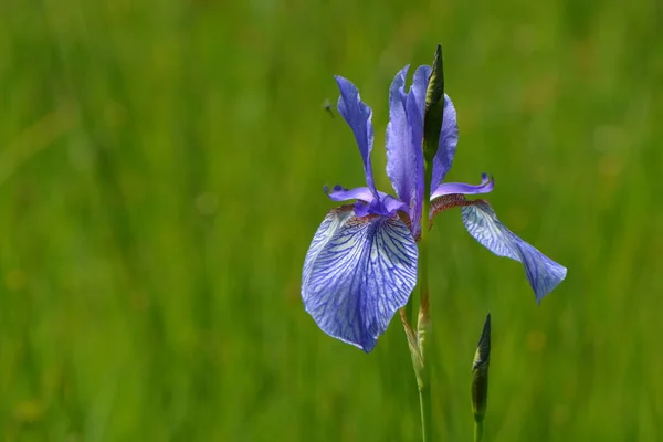 Iride Selvatica Blu Nel Prato — Foto Stock