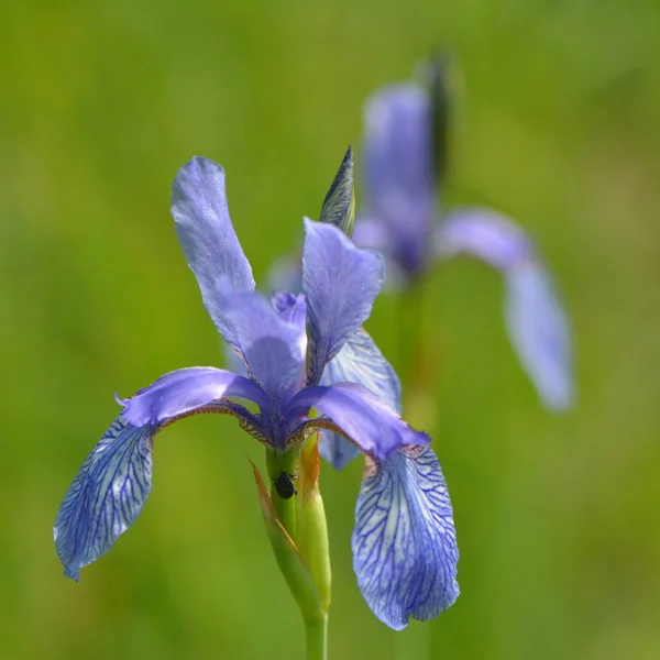 blue wild iris in wiesengrund