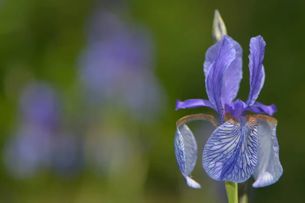 Blauwe Wilde Iris Het Weiland — Stockfoto