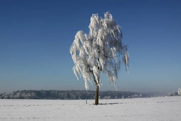 Kışın Huş Ağacı — Stok fotoğraf
