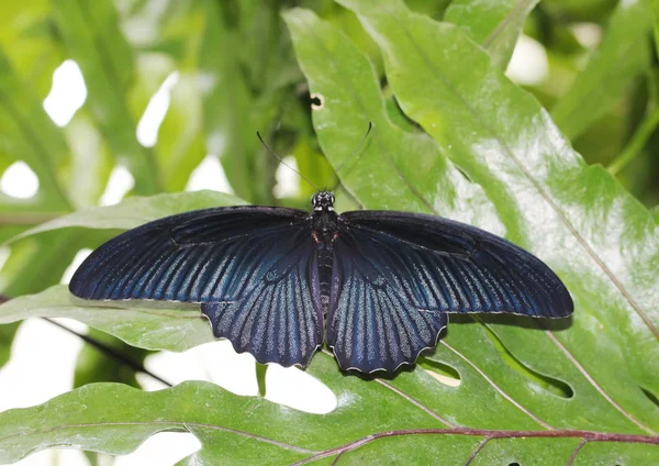 Borboleta Engolir Cauda Borboleta Papilio Polytes — Fotografia de Stock