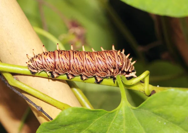 Caterpillar Worm Nature Insect — Stock Photo, Image