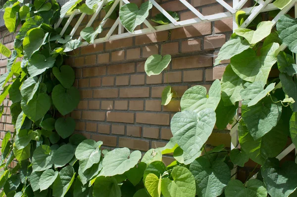 Marco Una Pared Con Plantas —  Fotos de Stock