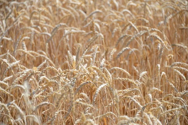 Ackerfeld Mit Pflanzen Gras Wiese Landwirtschaftliche Flora — Stockfoto