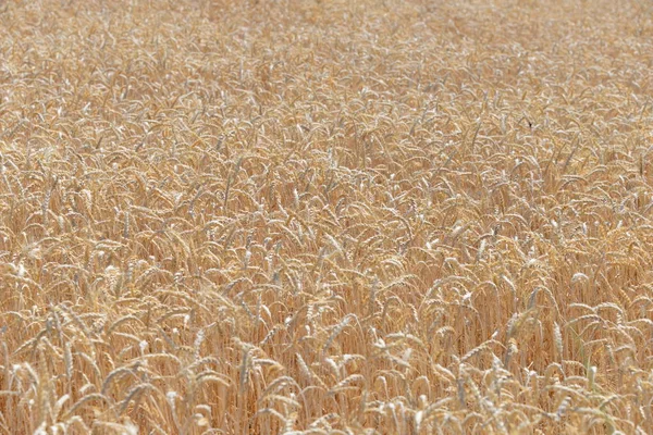 Campo Agricolo Con Piante Erba Prato Flora Agricola — Foto Stock