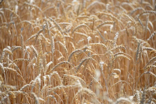 Ackerfeld Mit Pflanzen Gras Wiese Landwirtschaftliche Flora — Stockfoto