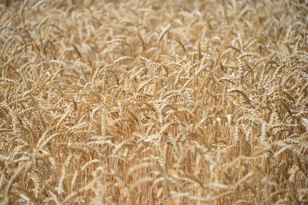 Kukoricamező Kilátása Mezőgazdasági Koncepció — Stock Fotó