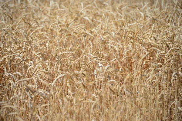 Landbouwgebied Met Gras Weide Landbouwflora — Stockfoto