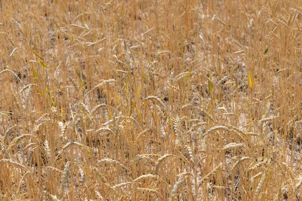 Landbouwgebied Met Gras Weide Landbouwflora — Stockfoto