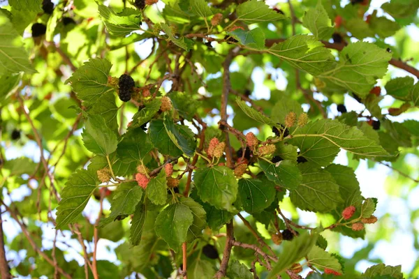 Green Mulberries Tree — Stock Photo, Image