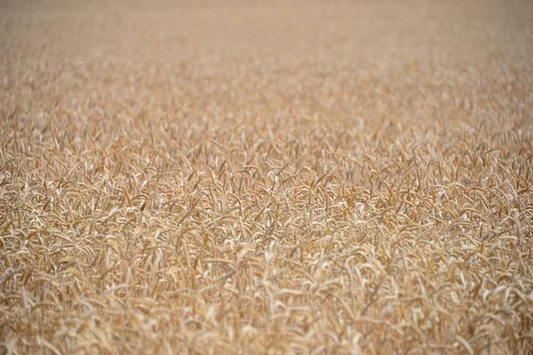 Вид Кукурузного Поля Концепция Культуры — стоковое фото