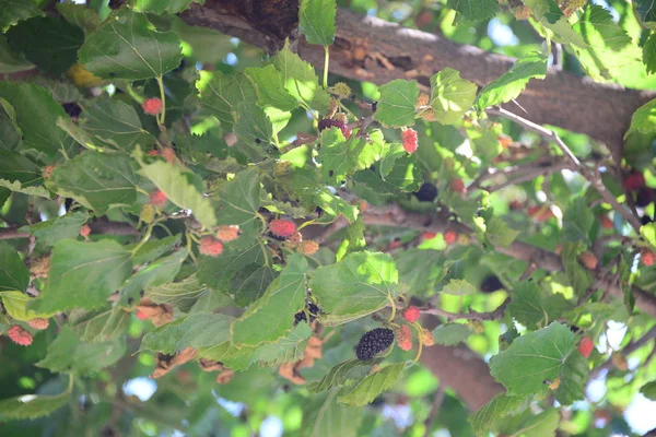 Blackberries Tree Flora Foliage — Stock Photo, Image