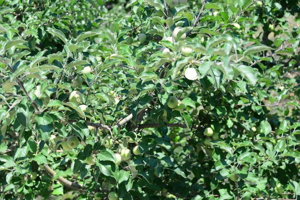 Зеленые Яблоки Дереве Листьями — стоковое фото