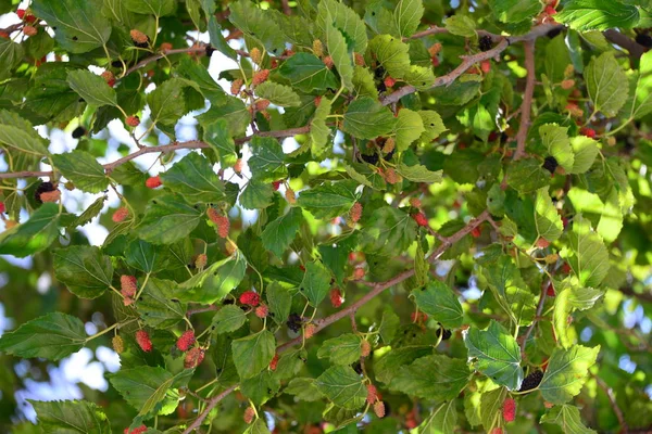 Βατόμουρα Δένδρα Χλωρίδα Και Φύλλωμα — Φωτογραφία Αρχείου