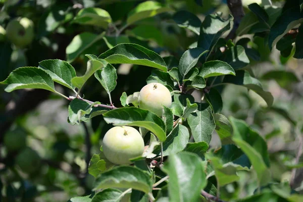 Manzanas Verdes Árbol Con Hojas — Foto de Stock