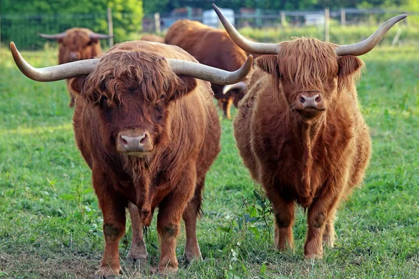 male and female highland cattle
