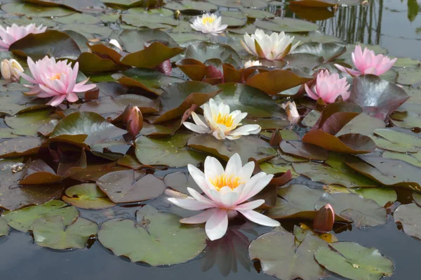 Lotus Blossoms Water Lily Flowers Blooming Pond — Stock Photo, Image