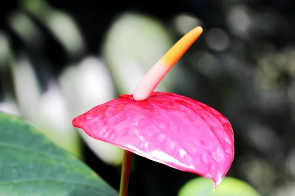 Casa Fachadas Almuecar Tropical Espanha — Fotografia de Stock