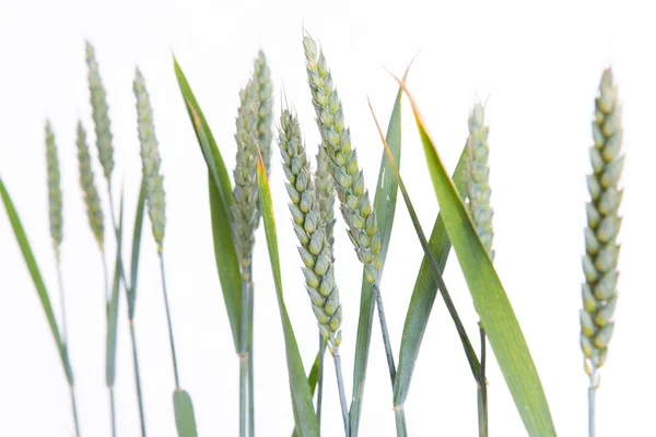 Линия Зеленой Пшеницы Зерно Белом Фоне — стоковое фото