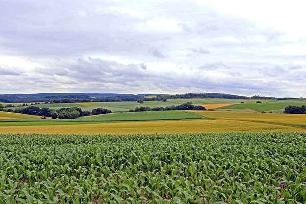 Кукурузные Поля Сельскохозяйственные Плантации — стоковое фото