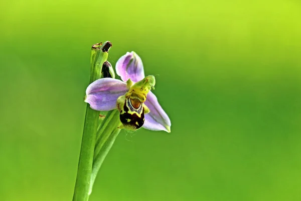 Fleur Orchidée Abeille Ophrys Apifera — Photo